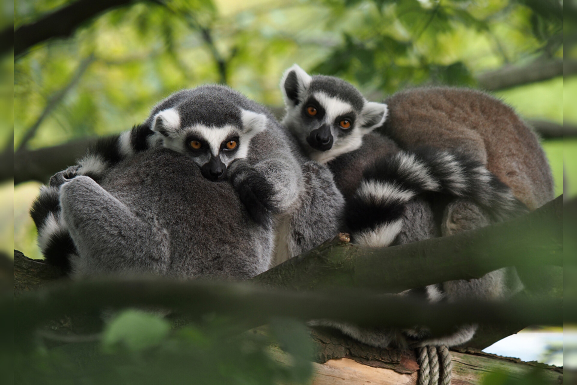 Fotokurs mit Fototour: Allwetter-Zoo