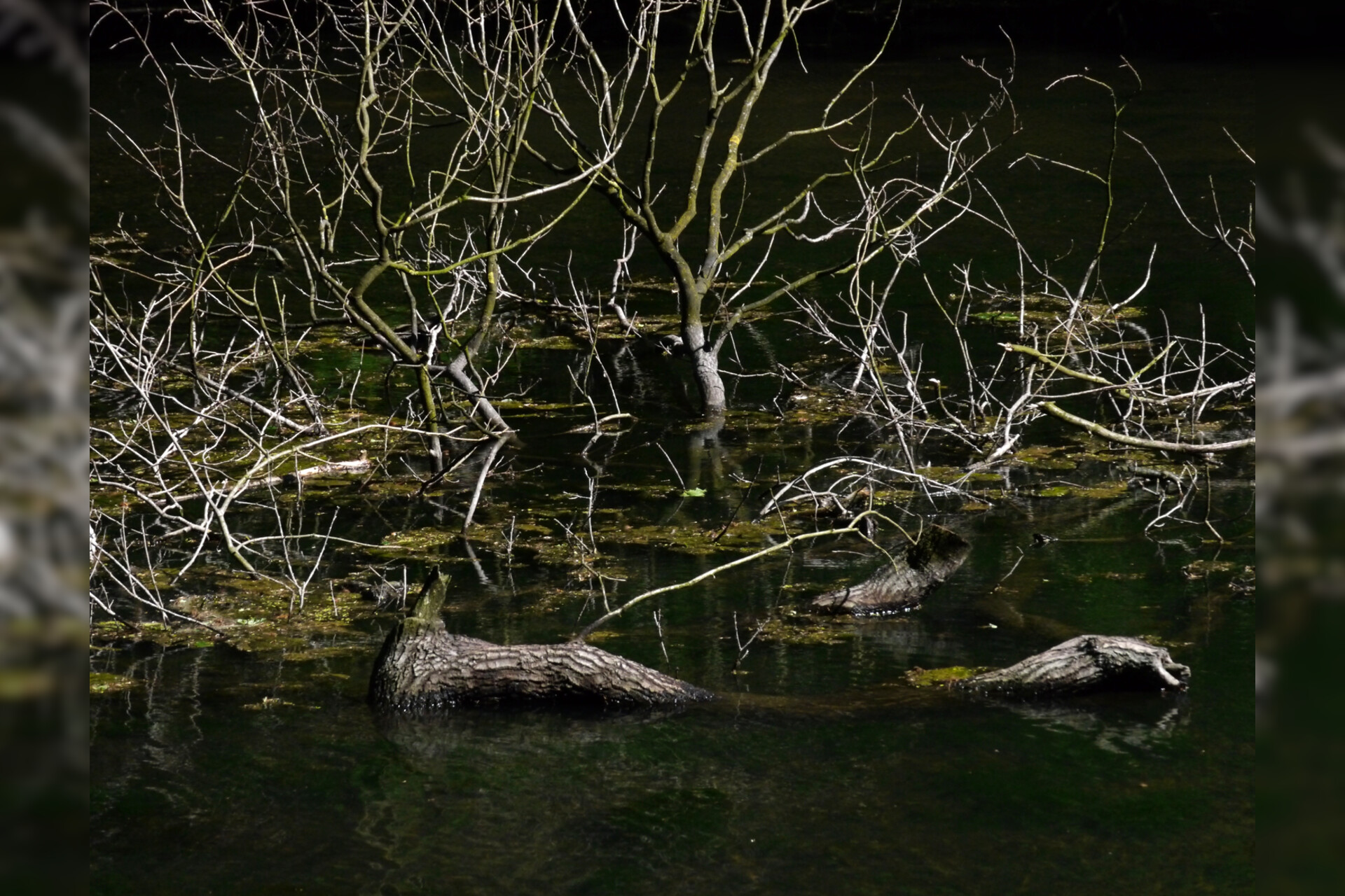 Fotokurs mit Fototour: Schloß & Tiergarten