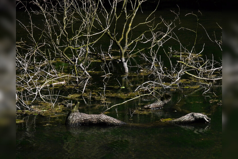 Fotokurs mit Fototour: Schloß & Tiergarten