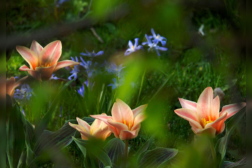 Fotokurs mit Fototour: Schloß & Botanischer Garten