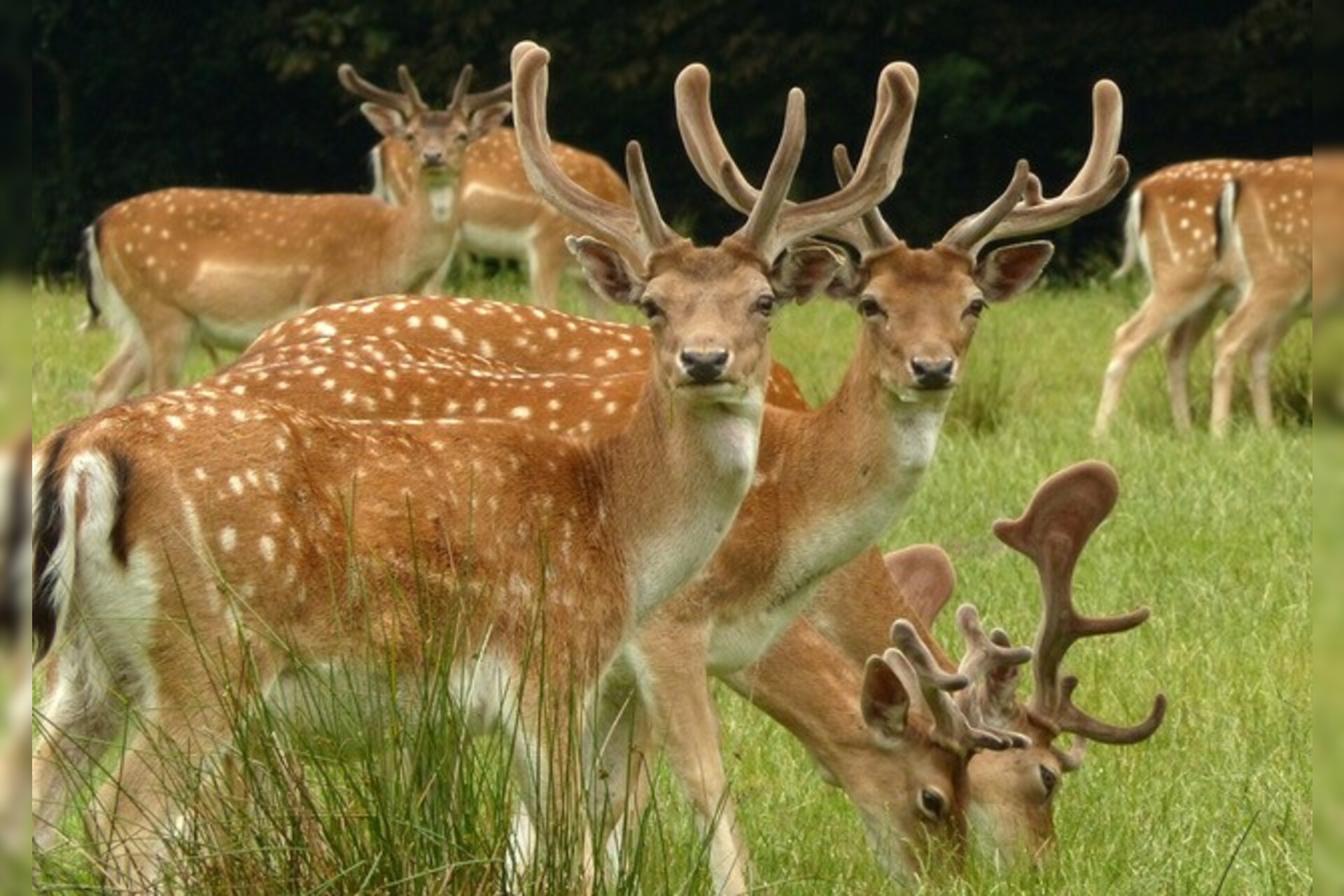 Fotokurs mit Fototour: Wildpark