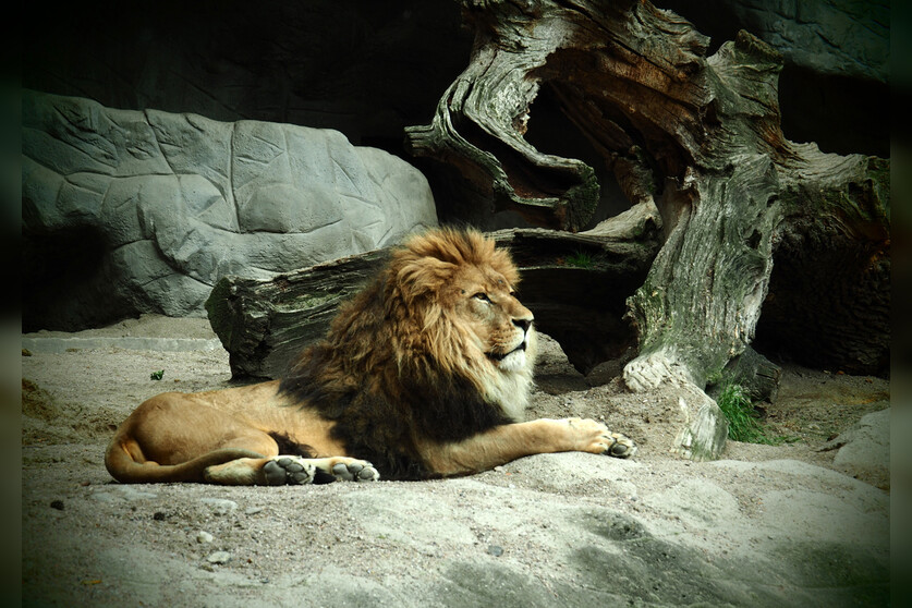 Fotokurs mit Fototour: Tierpark Hagenbeck