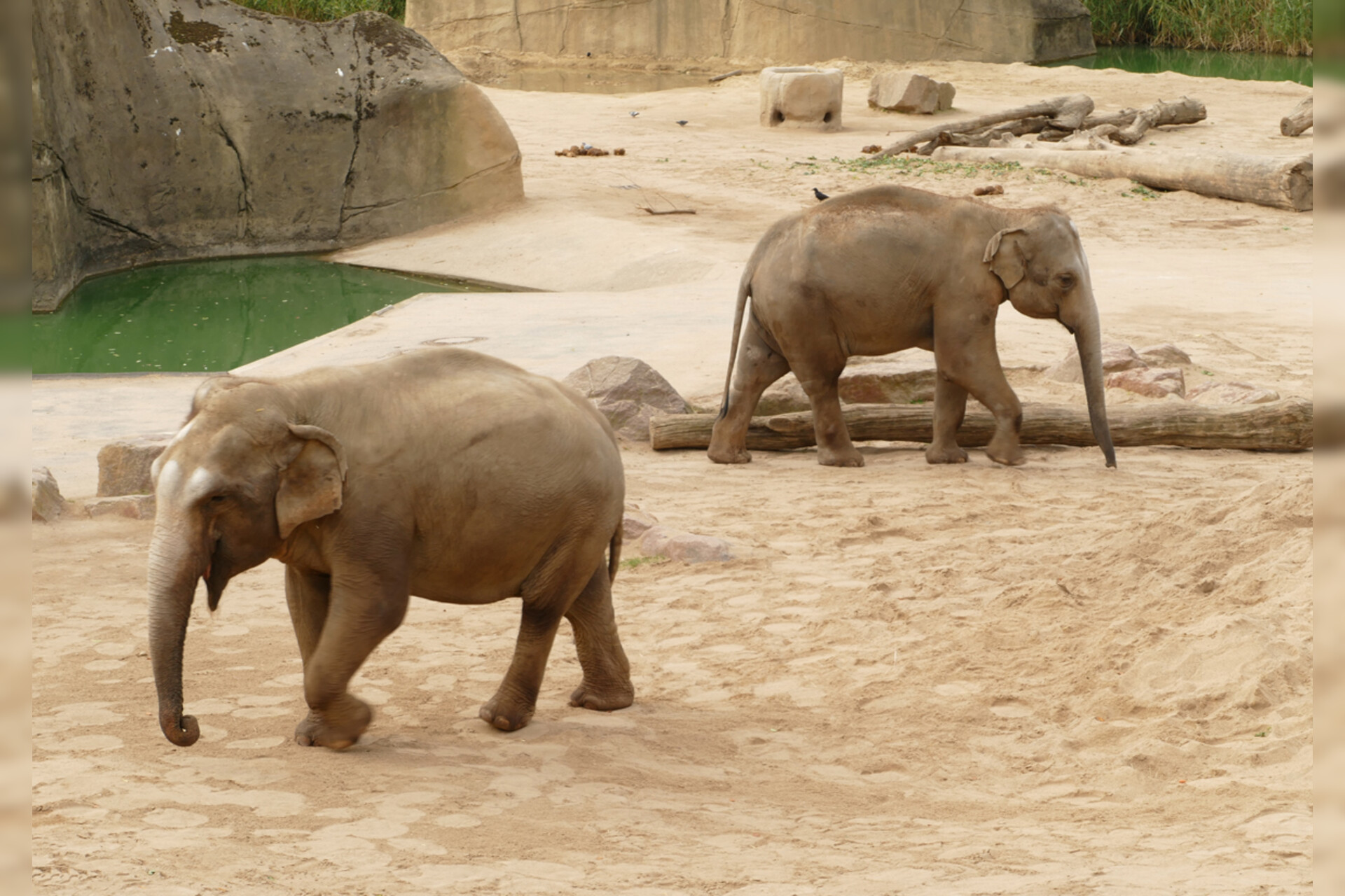 Fotokurs mit Fototour: Zoo