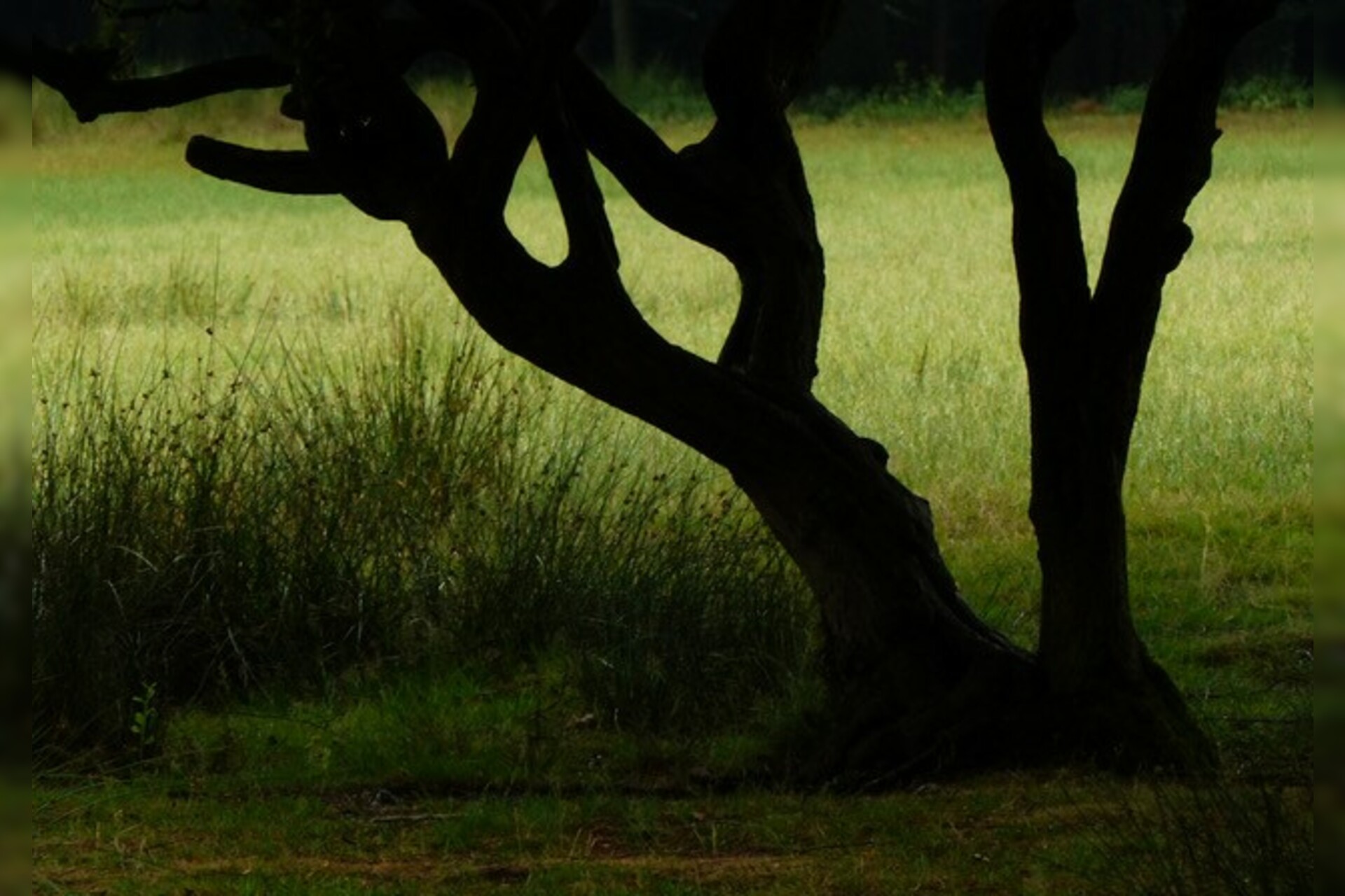 Fotokurs mit Fototour: Wildpark