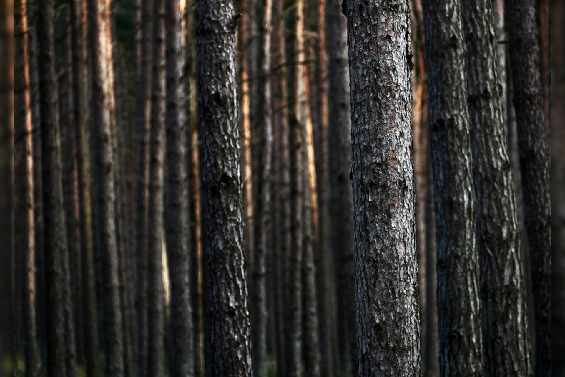 Fotokurs mit Fototour: Nationalpark Zingst