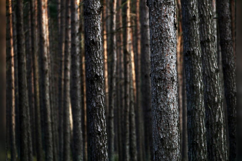 Fotokurs mit Fototour: Nationalpark Zingst