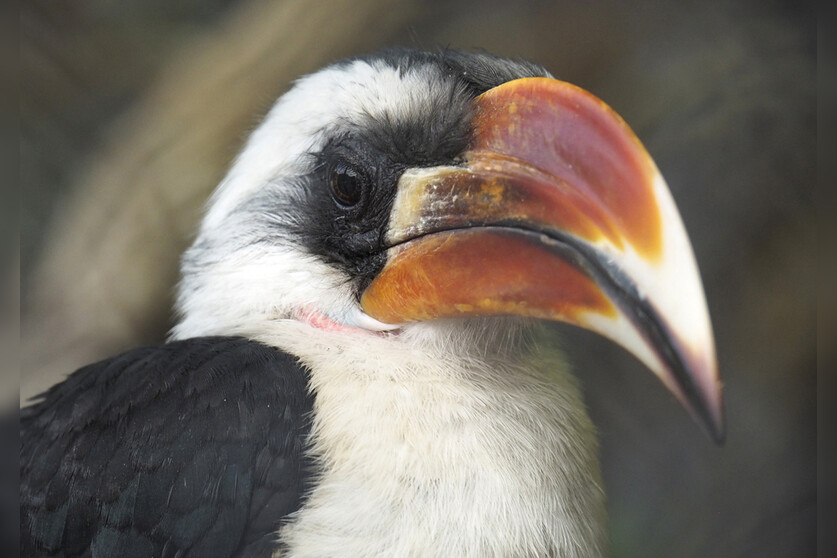 Fotokurs mit Fototour: Tierpark Hagenbeck