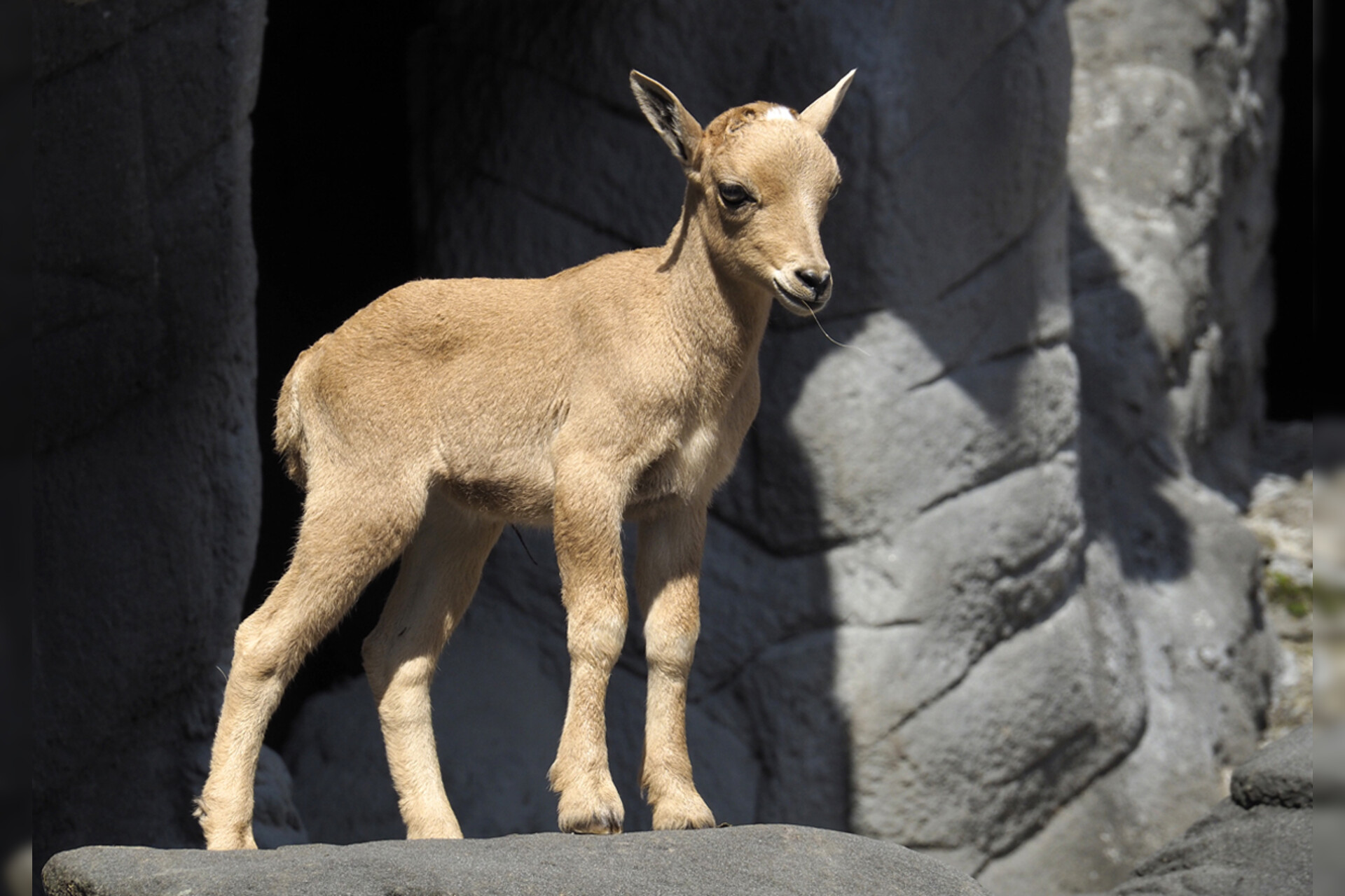 Fotokurs mit Fototour: Tierpark Hagenbeck