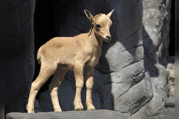 Fotokurs mit Fototour: Tierpark Hagenbeck