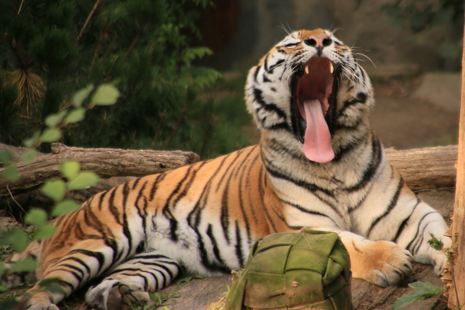 Fotokurs mit Fototour: Zoo