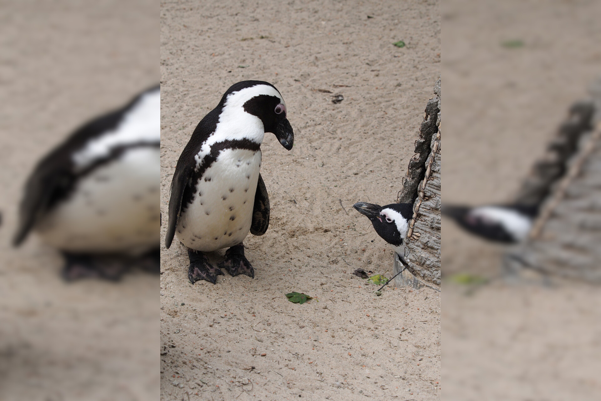 Fotokurs mit Fototour: Allwetter-Zoo