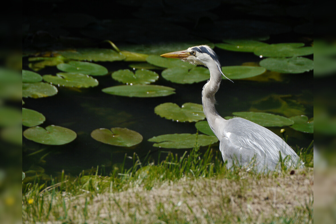 Fotokurs mit Fototour: Schloß & Tiergarten