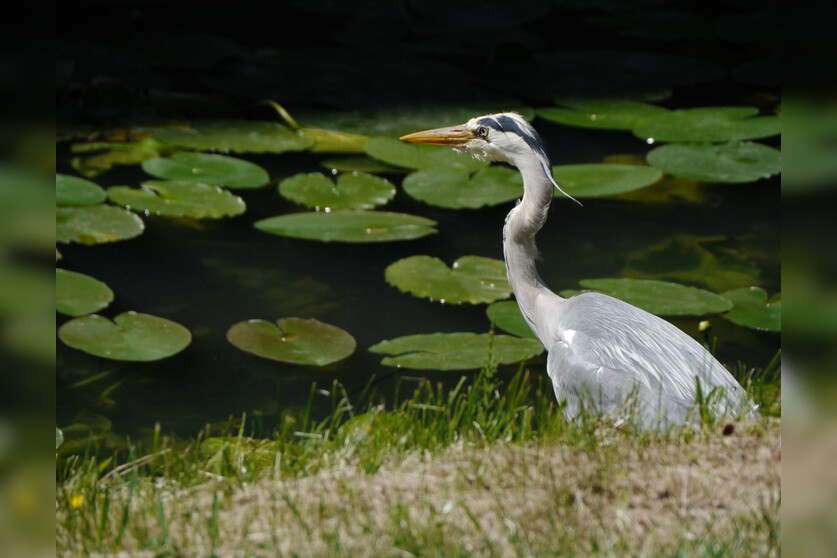 Fotokurs mit Fototour: Schloß & Tiergarten