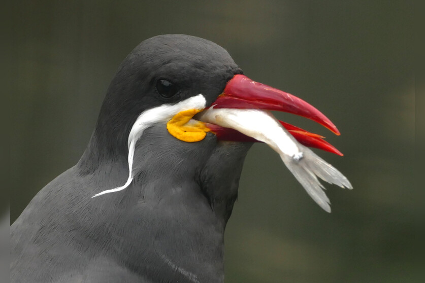 Fotokurs mit Fototour: Zoo