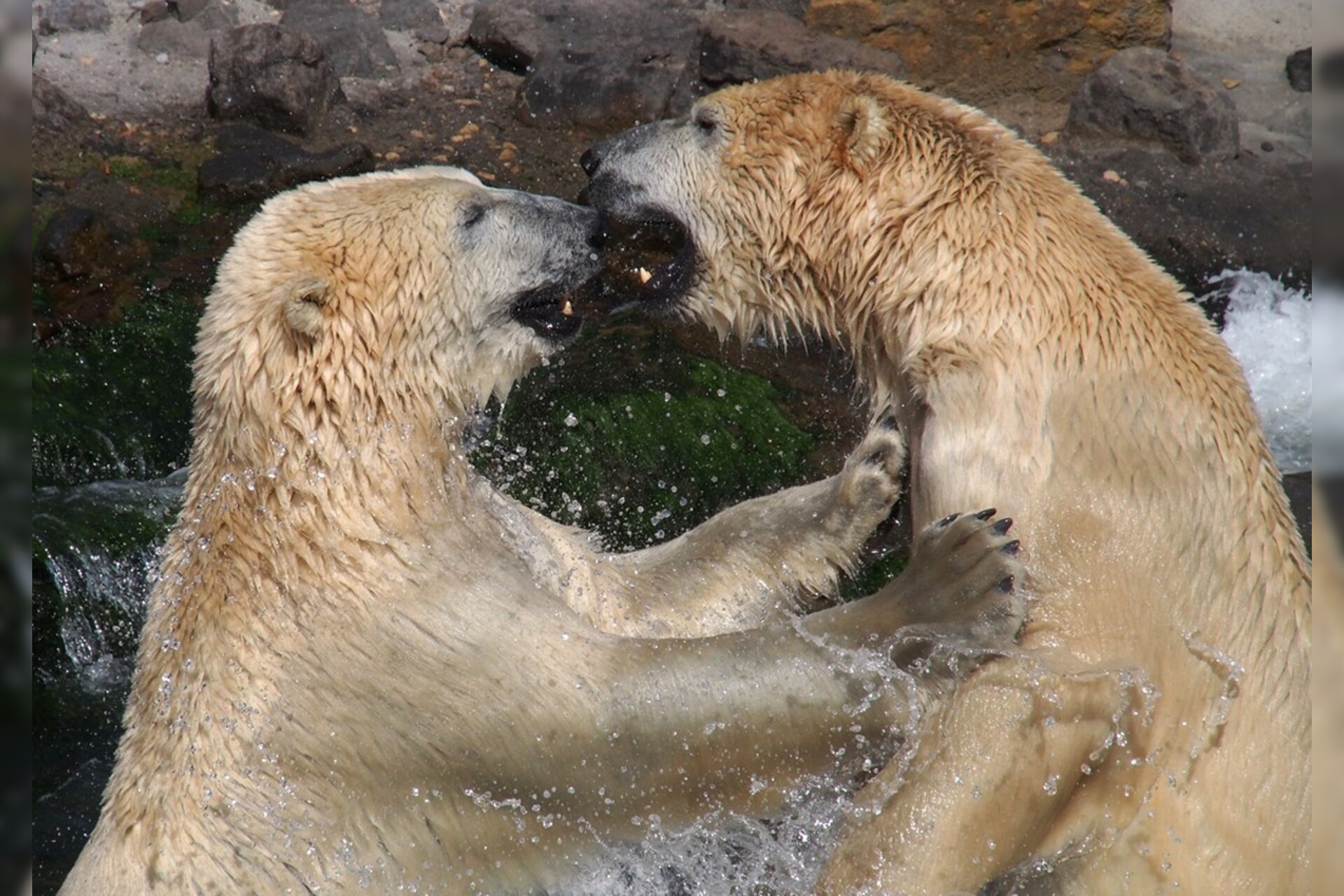 Fotokurs mit Fototour: Erlebnis-Zoo