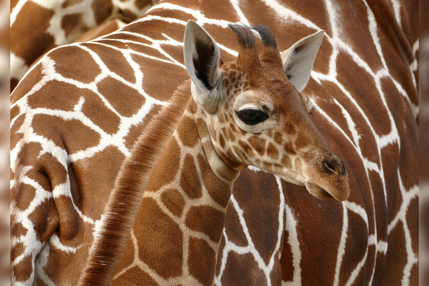 Fotokurs mit Fototour: Zoo