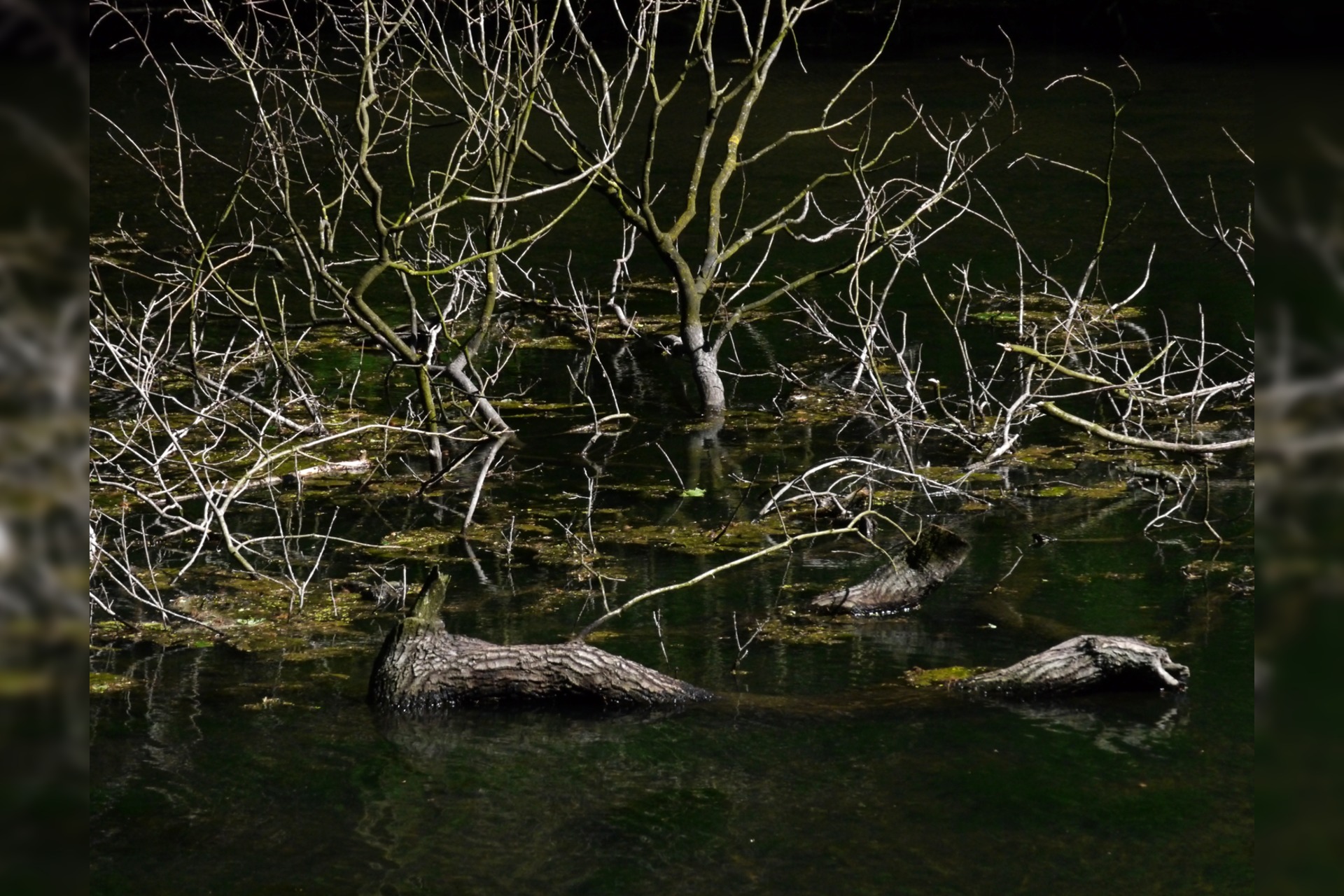 Fotokurs mit Fototour: Schloß & Tiergarten