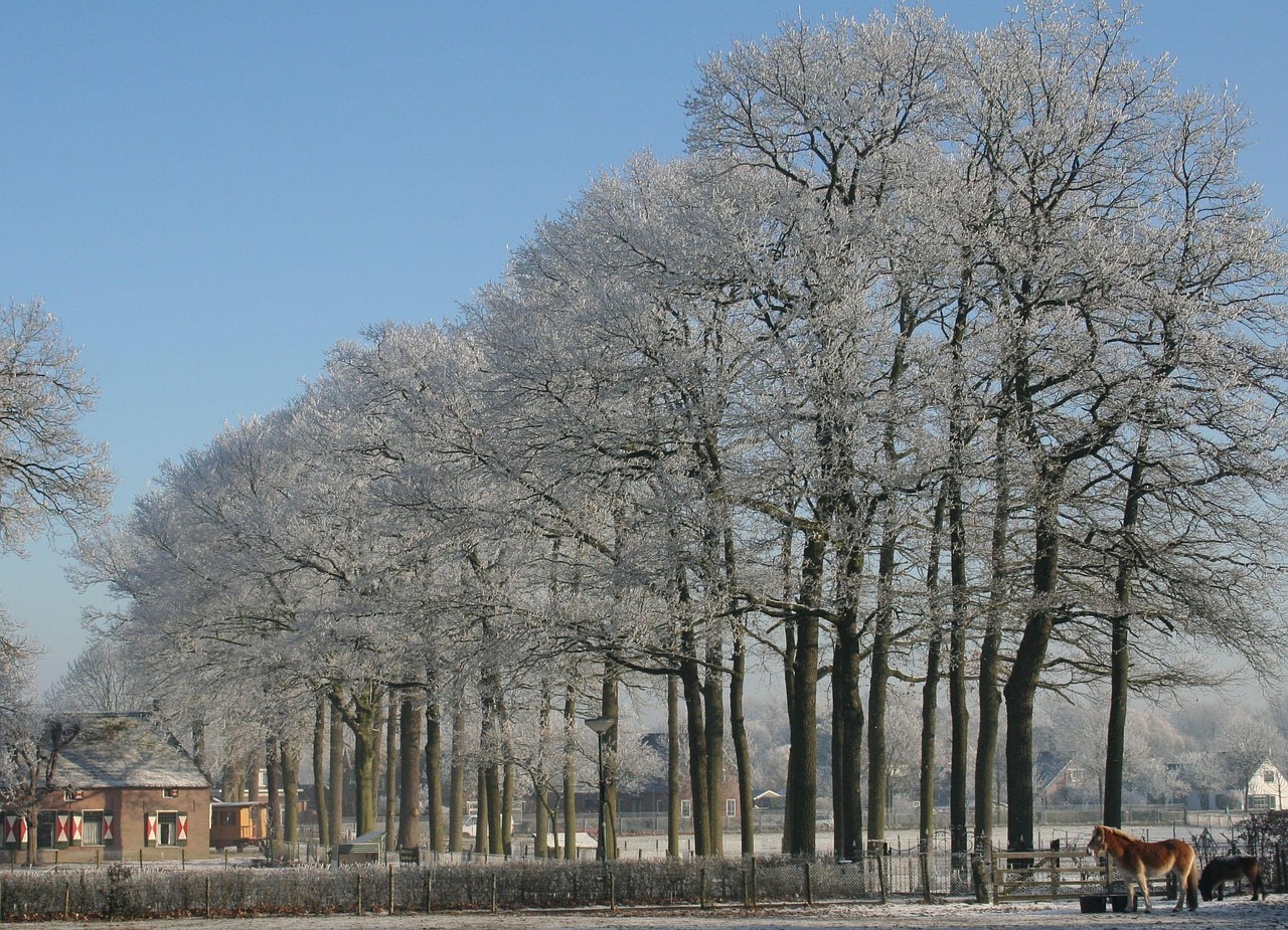 Winterwunderland Soest | ©Pixabay