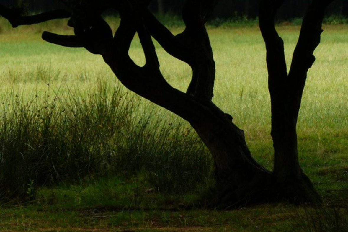 Fotokurs mit Fototour: Wildpark