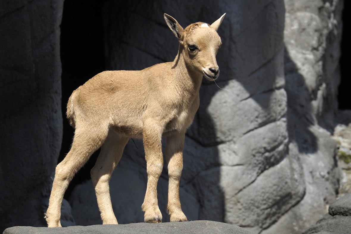 Fotokurs mit Fototour: Tierpark Hagenbeck
