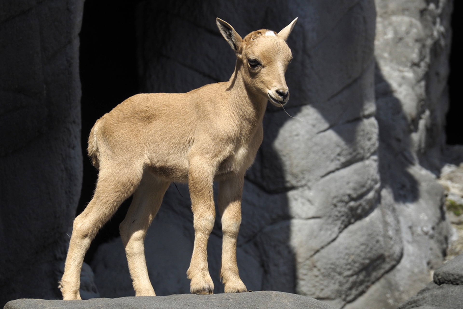 Fotokurs mit Fototour: Tierpark Hagenbeck