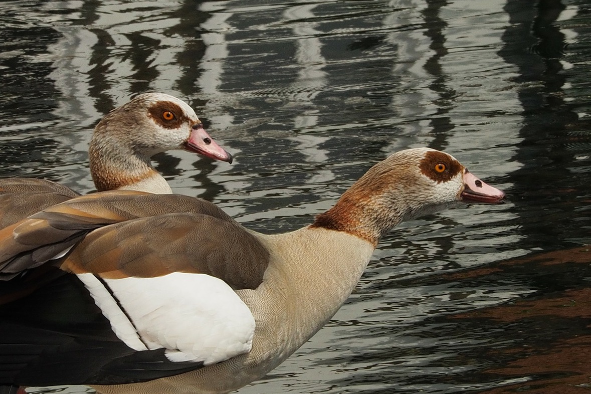 Fotokurs mit Fototour: Altstadt