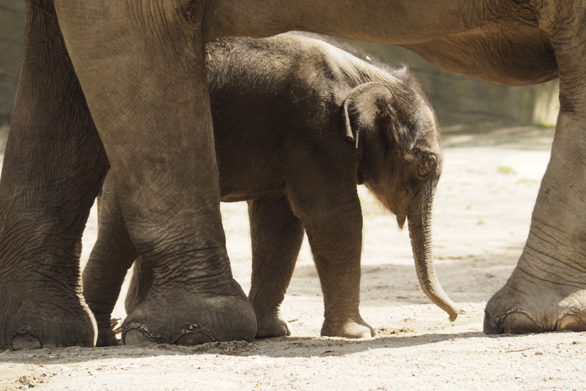 Fotokurs mit Fototour: Tierpark Hagenbeck